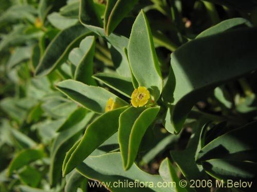 Фотография Euphorbia portulacoides (Pichoa grande). Щелкните, чтобы увеличить вырез.