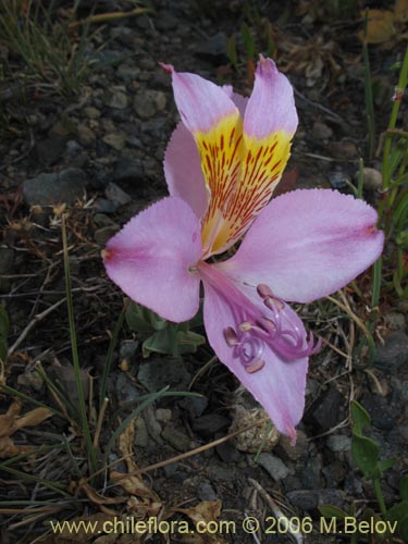 Bild von Alstroemeria exerens (Alstroemeria). Klicken Sie, um den Ausschnitt zu vergrössern.