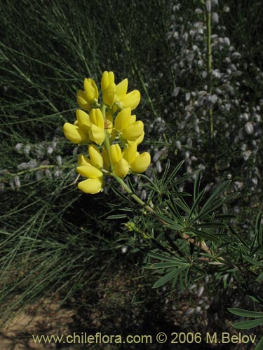 Image of Lupinus arboreus (Chocho / Altramuz). Click to enlarge parts of image.