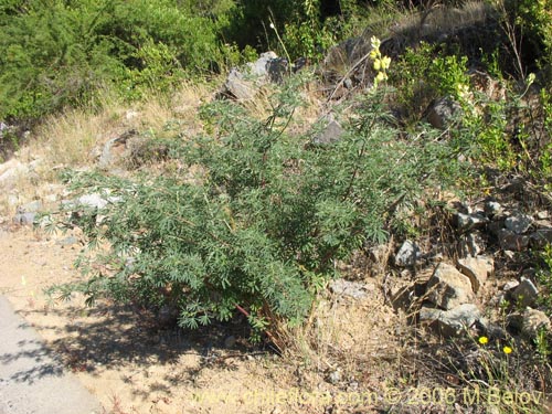 Lupinus arboreusの写真