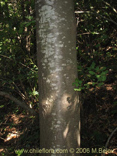 Image of Nothofagus alpina (Raulí / Roblí). Click to enlarge parts of image.