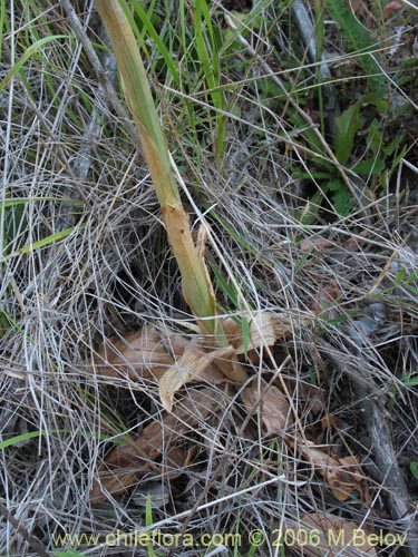 Bild von Chloraea heteroglossa (orquidea blanca). Klicken Sie, um den Ausschnitt zu vergr�ssern.