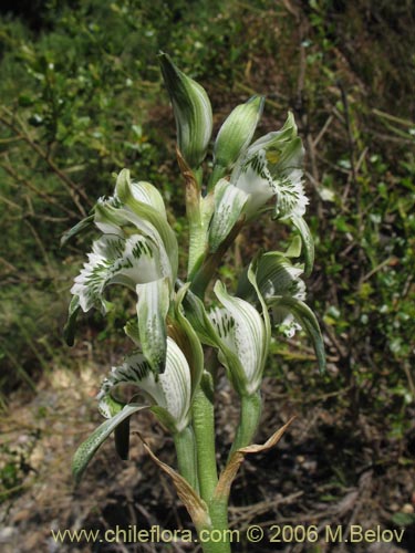 Imágen de Chloraea heteroglossa (orquidea blanca). Haga un clic para aumentar parte de imágen.