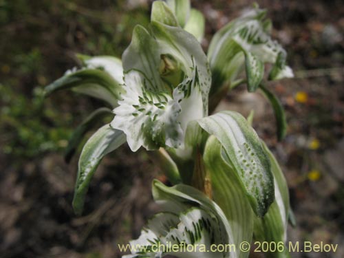 Фотография Chloraea heteroglossa (orquidea blanca). Щелкните, чтобы увеличить вырез.