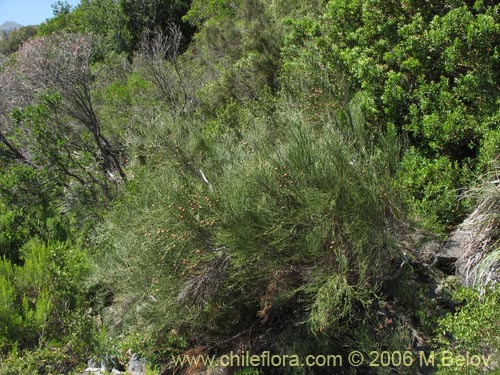 Image of Retanilla ephedra (Frutilla del campo / Caman / Coquillo / Retamilla). Click to enlarge parts of image.