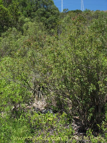 Podanthus ovatifoliusの写真
