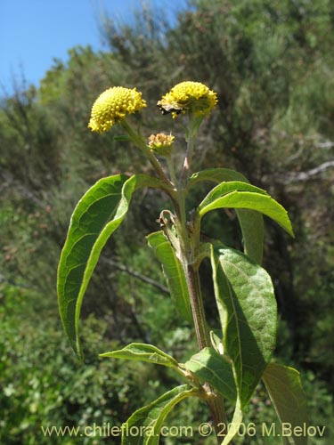 Imágen de Podanthus ovatifolius (Mitique / Palo negro). Haga un clic para aumentar parte de imágen.
