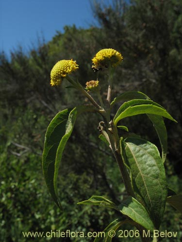 Фотография Podanthus ovatifolius (Mitique / Palo negro). Щелкните, чтобы увеличить вырез.