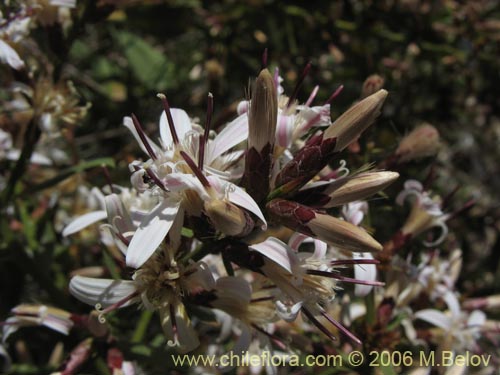 Bild von Proustia cuneifolia (Huañil). Klicken Sie, um den Ausschnitt zu vergrössern.