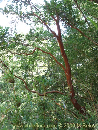 Bild von Luma apiculata (Arrayan / Palo colorado). Klicken Sie, um den Ausschnitt zu vergrössern.