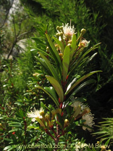 Image of Myrceugenia lanceolata (Myrceugenia de hojas largas / Arrayancillo). Click to enlarge parts of image.