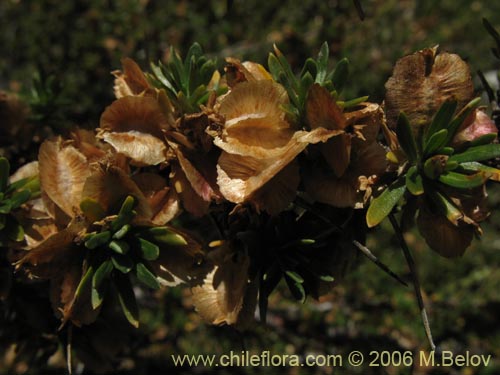 Bild von Tetraglochin alatum (Horizonte / Caulia). Klicken Sie, um den Ausschnitt zu vergrössern.