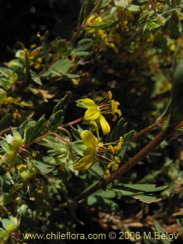 Imágen de Wendtia gracilis (Oreganillo amarillo). Haga un clic para aumentar parte de imágen.