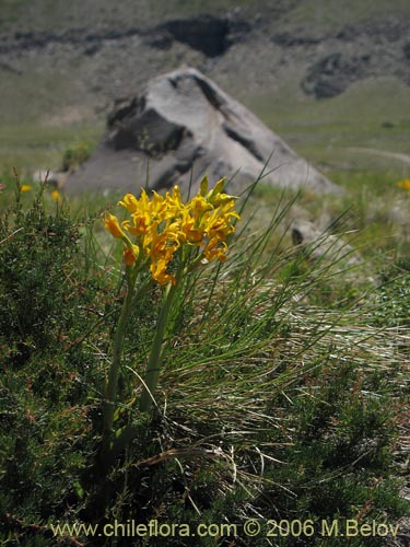 Chloraea alpina의 사진