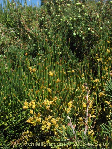 Ephedra chilensis的照片