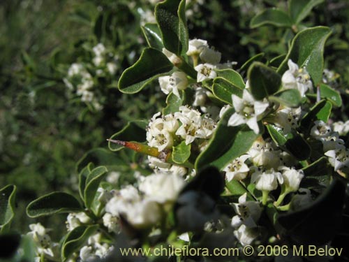 Фотография Discaria serratifolia (Chacay). Щелкните, чтобы увеличить вырез.