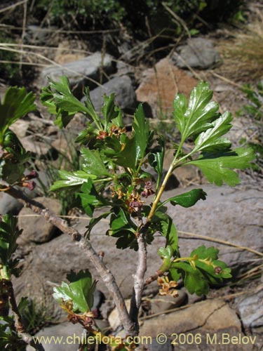 Ribes cucullatum의 사진