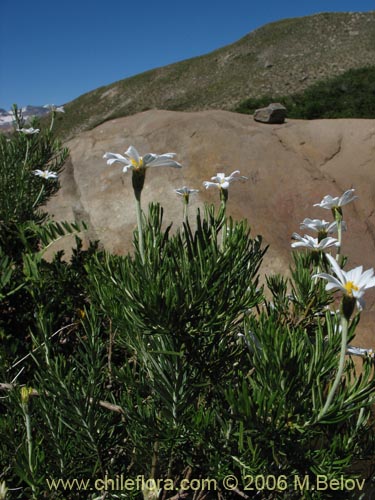 Imágen de Chiliotrichum rosmarinifolium (Romerillo). Haga un clic para aumentar parte de imágen.