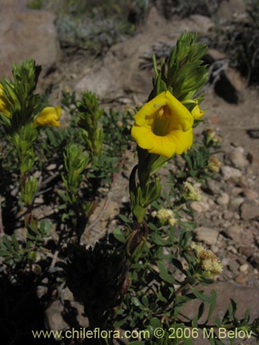 Imágen de Euphrasia andicola (Eufrasia amarilla). Haga un clic para aumentar parte de imágen.