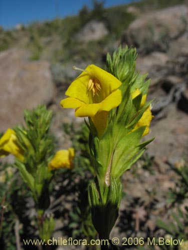 Imágen de Euphrasia andicola (Eufrasia amarilla). Haga un clic para aumentar parte de imágen.