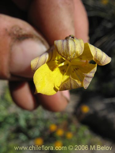 Image of Sisyrinchium arenarium (Ñuño / Huilmo amarillo). Click to enlarge parts of image.