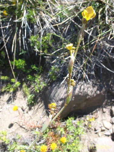Image of Sisyrinchium arenarium (Ñuño / Huilmo amarillo). Click to enlarge parts of image.