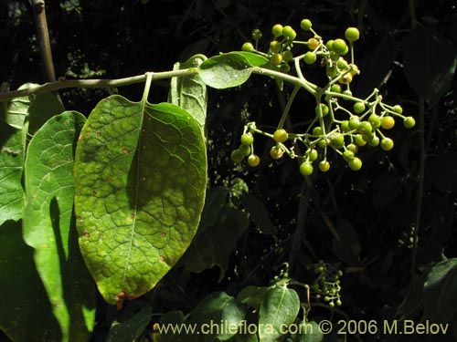 Solanum gayanumの写真