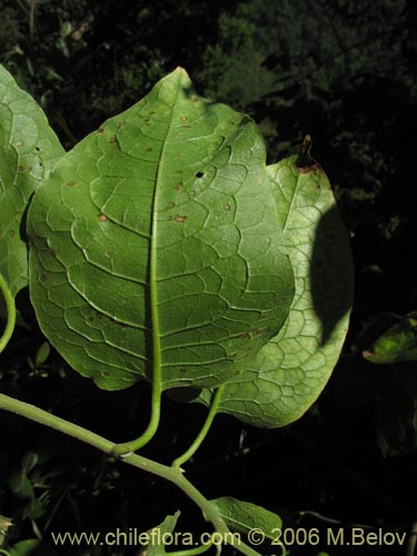 Image of Solanum gayanum (). Click to enlarge parts of image.