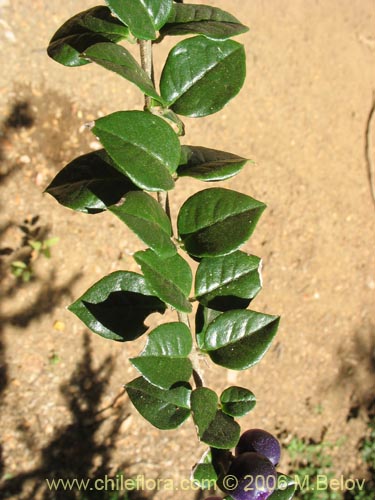 Image of Rhaphithamnus spinosus (Arrayán macho / Espino blanco / Huayún). Click to enlarge parts of image.