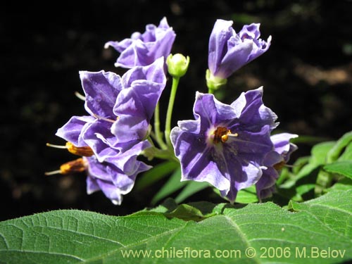 Solanum etuberosumの写真