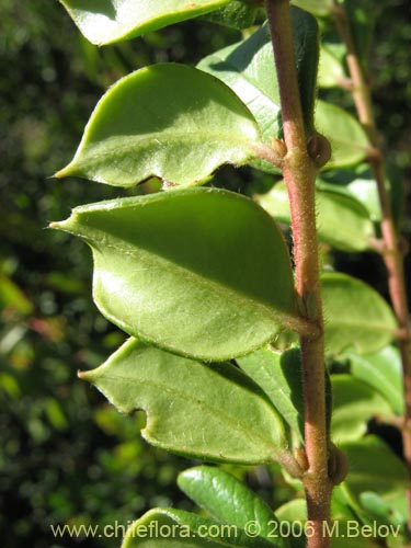 Imágen de Luma apiculata (Arrayan / Palo colorado). Haga un clic para aumentar parte de imágen.