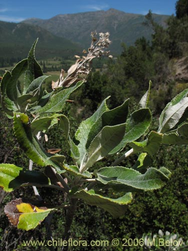 Фотография Acrisione denticulata (Palpalén / Palo de yegua). Щелкните, чтобы увеличить вырез.