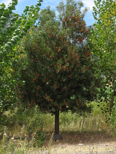 Фотография Acacia melanoxylon (Aromo australiano / Acacia negra). Щелкните, чтобы увеличить вырез.