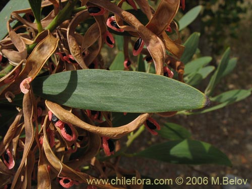 Im�gen de Acacia melanoxylon (Aromo australiano / Acacia negra). Haga un clic para aumentar parte de im�gen.