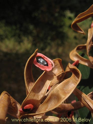 Bild von Acacia melanoxylon (Aromo australiano / Acacia negra). Klicken Sie, um den Ausschnitt zu vergrössern.