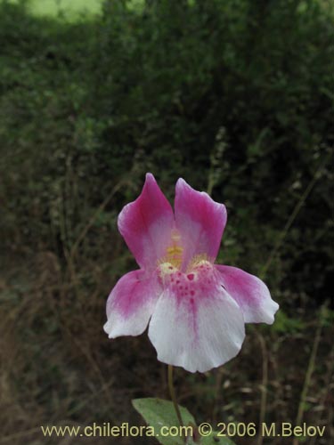 Imágen de Mimulus naiandinus (Berro rosado). Haga un clic para aumentar parte de imágen.
