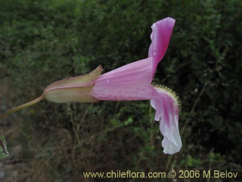 Imágen de Mimulus naiandinus (Berro rosado). Haga un clic para aumentar parte de imágen.