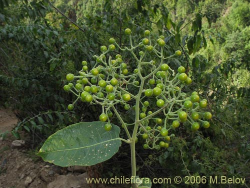 Bild von Solanum gayanum (). Klicken Sie, um den Ausschnitt zu vergrössern.