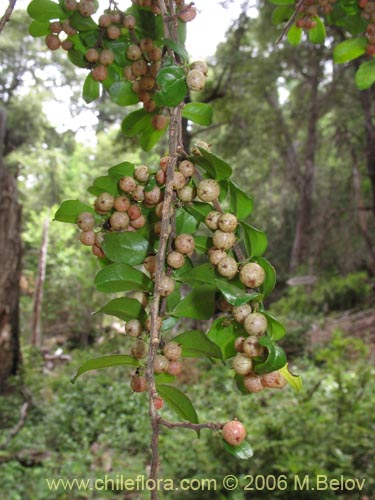 Azara microphyllaの写真