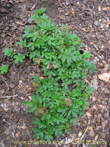 Image of Acaena ovalifolia (). Click to enlarge parts of image.
