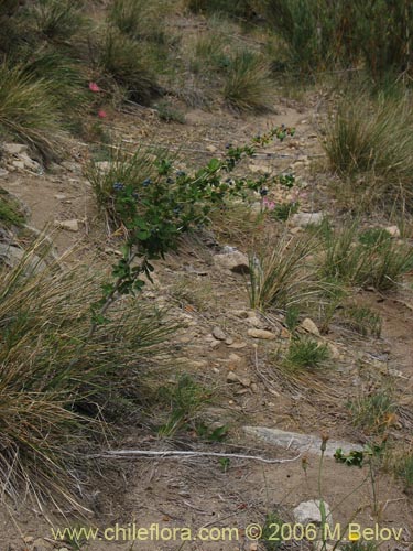 Фотография Berberis rotundifolia (Michay / Calafate). Щелкните, чтобы увеличить вырез.