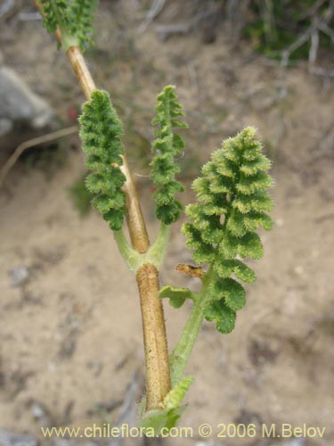 Image of Loasa filicifolia (Ortiga macho). Click to enlarge parts of image.