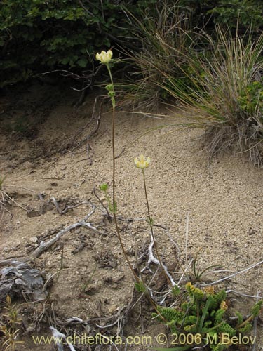 Bild von Loasa filicifolia (Ortiga macho). Klicken Sie, um den Ausschnitt zu vergrössern.