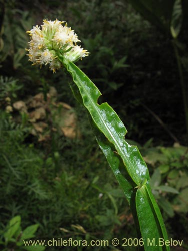 Im�gen de Baccharis sagittalis (Verbena de tres esquinas). Haga un clic para aumentar parte de im�gen.