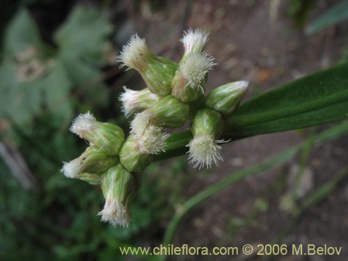 Im�gen de Baccharis sagittalis (Verbena de tres esquinas). Haga un clic para aumentar parte de im�gen.
