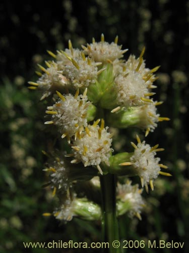 Фотография Baccharis sagittalis (Verbena de tres esquinas). Щелкните, чтобы увеличить вырез.