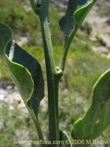 Solanum pyrrhocarpum의 사진