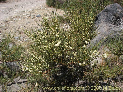 Image of Ephedra chilensis (Pingo-pingo / Transmontana / Solupe). Click to enlarge parts of image.