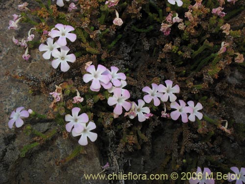 Фотография Ourisia microphylla (Flor de las rocas). Щелкните, чтобы увеличить вырез.