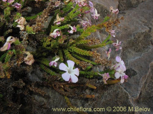Ourisia microphylla的照片